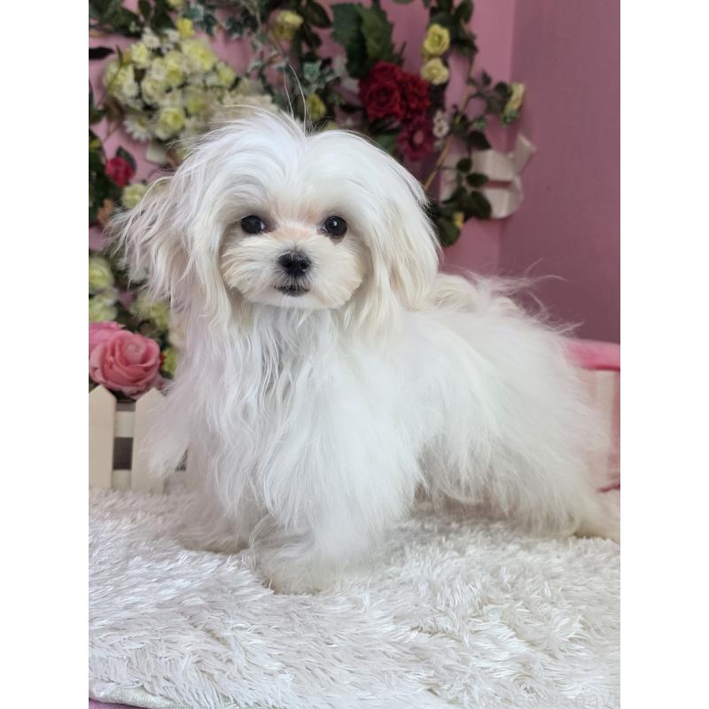 成約済の大阪府のマルチーズ-416198の3枚目