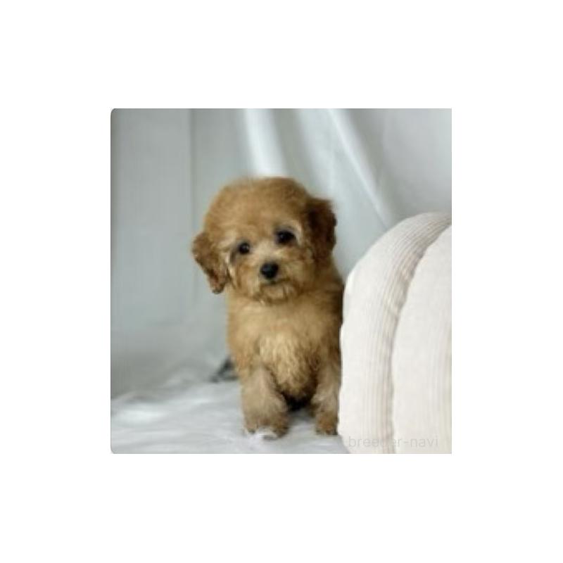 販売中の東京都のトイプードル-440846の2枚目