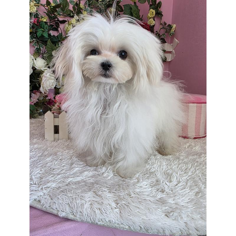 成約済の大阪府のマルチーズ-416198の2枚目