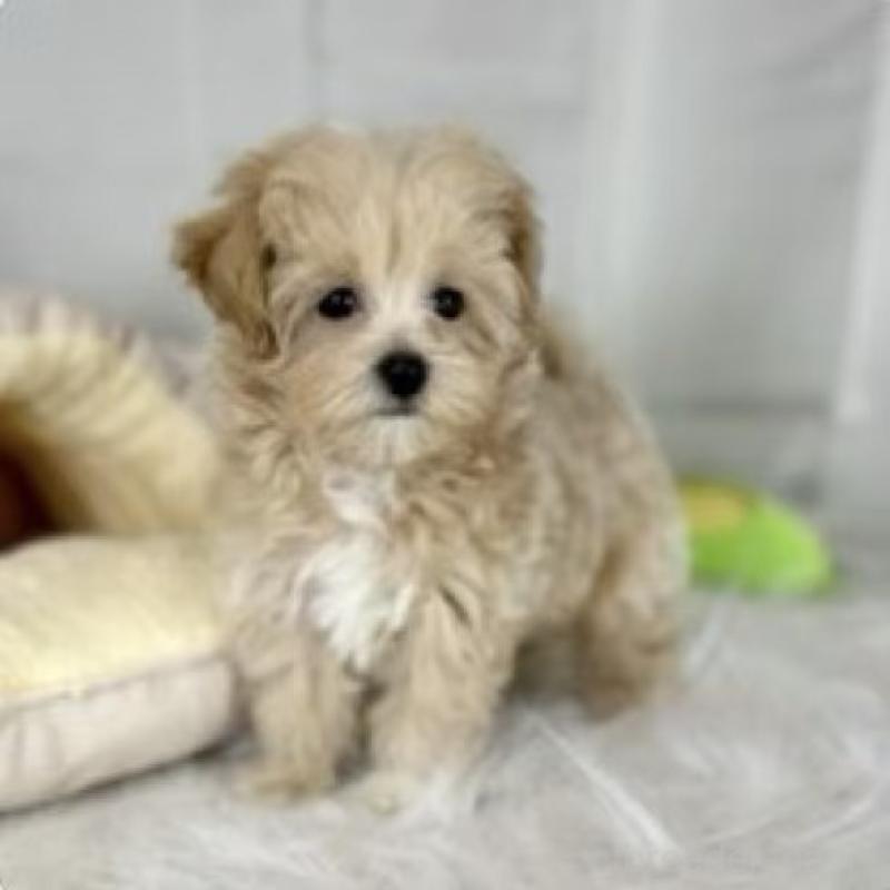 販売中の東京都のマルプー:マルチーズ×トイプードル-440863の5枚目