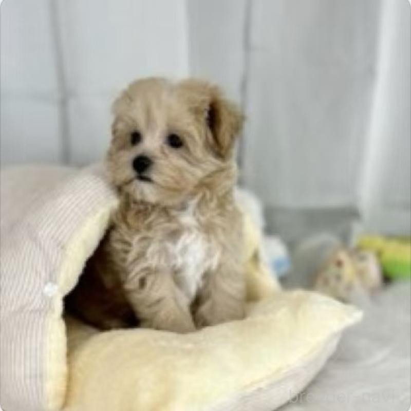 販売中の東京都のマルプー:マルチーズ×トイプードル-440863の3枚目