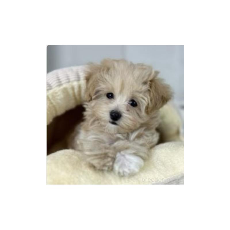 販売中の東京都のマルプー:マルチーズ×トイプードル-440863の2枚目