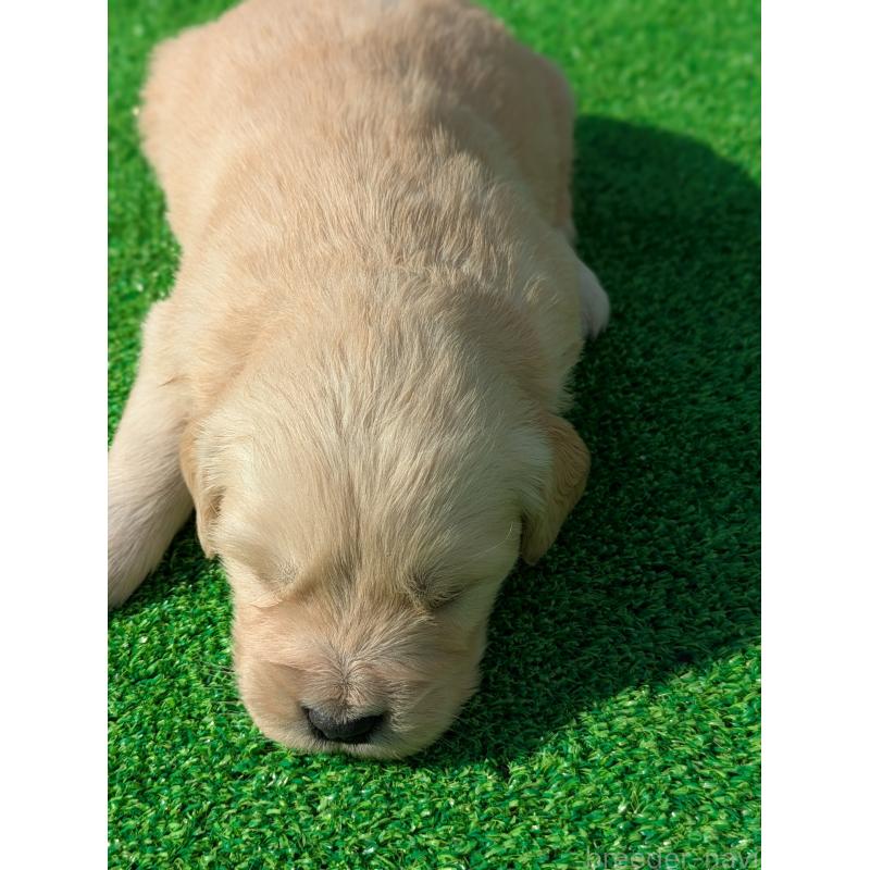 成約済の鹿児島県のゴールデンレトリーバー-438073の5枚目