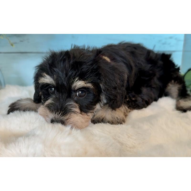 販売中の埼玉県のミックス犬-440860の9枚目