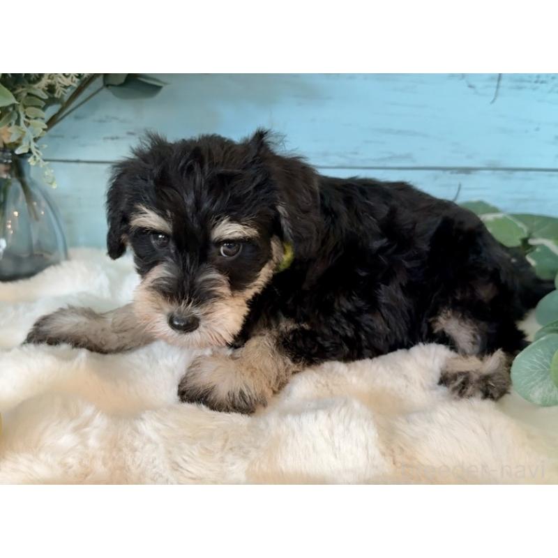 販売中の埼玉県のミックス犬-440860の8枚目