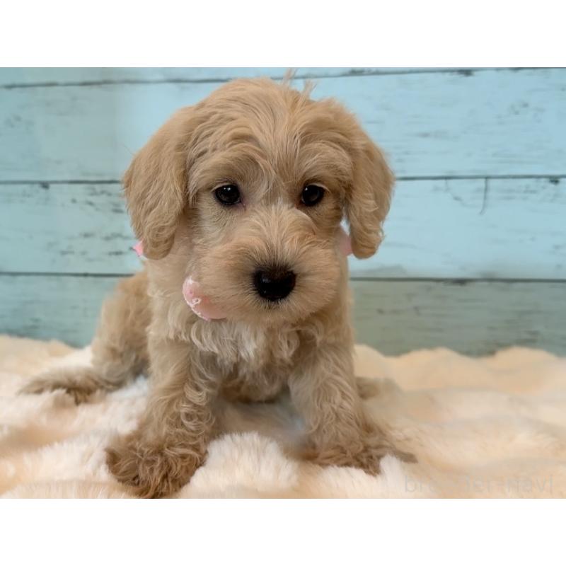 販売中の埼玉県のミックス犬-440862の7枚目