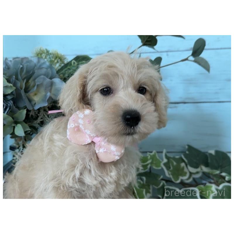 販売中の埼玉県のミックス犬-440862の6枚目