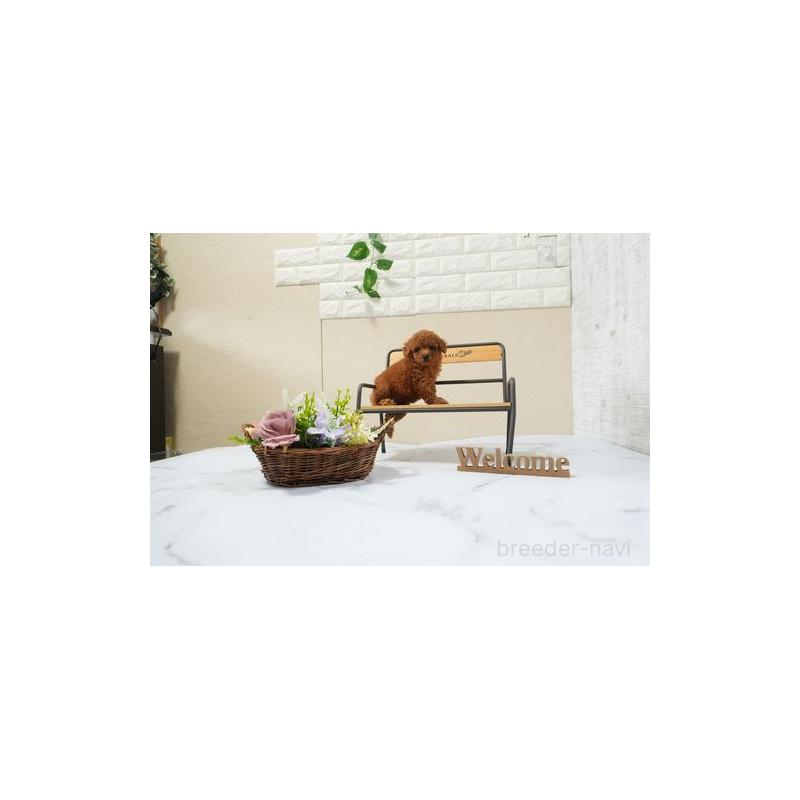 販売中の滋賀県のタイニープードル-439839の2枚目
