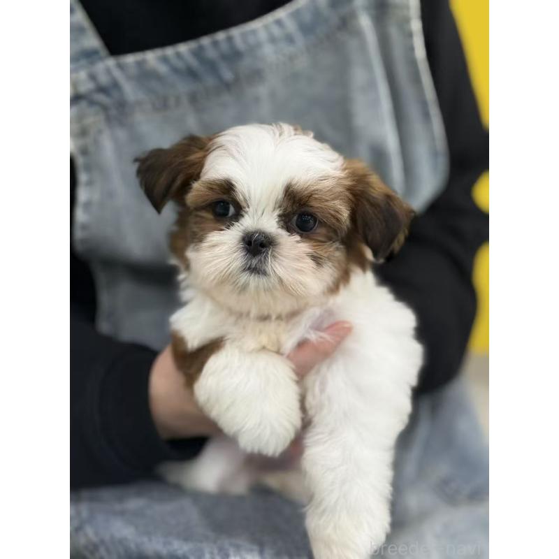 販売中の東京都のシーズー-440864の8枚目