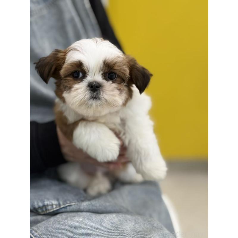 販売中の東京都のシーズー-440864の7枚目