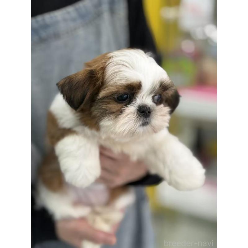 販売中の東京都のシーズー-440864の6枚目