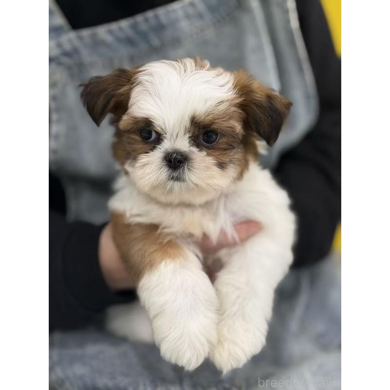 販売中の東京都のシーズー-440864の5枚目