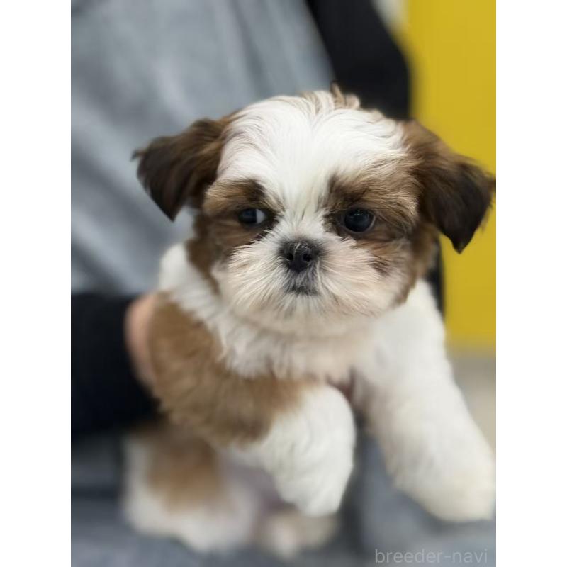 販売中の東京都のシーズー-440864の4枚目