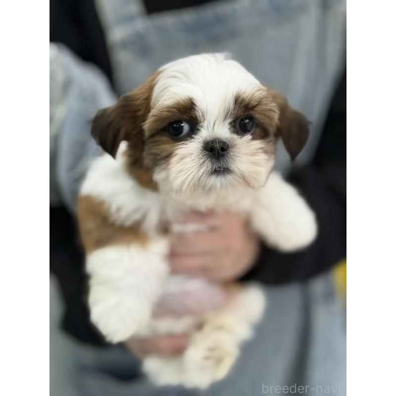 販売中の東京都のシーズー-440864の3枚目