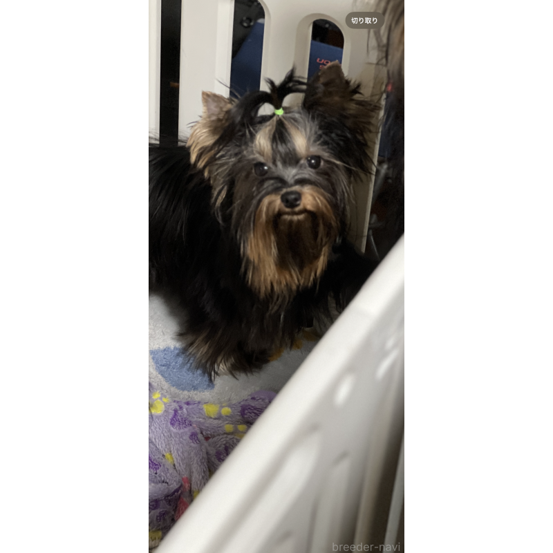 販売中の埼玉県のヨークシャーテリア-440866の2枚目