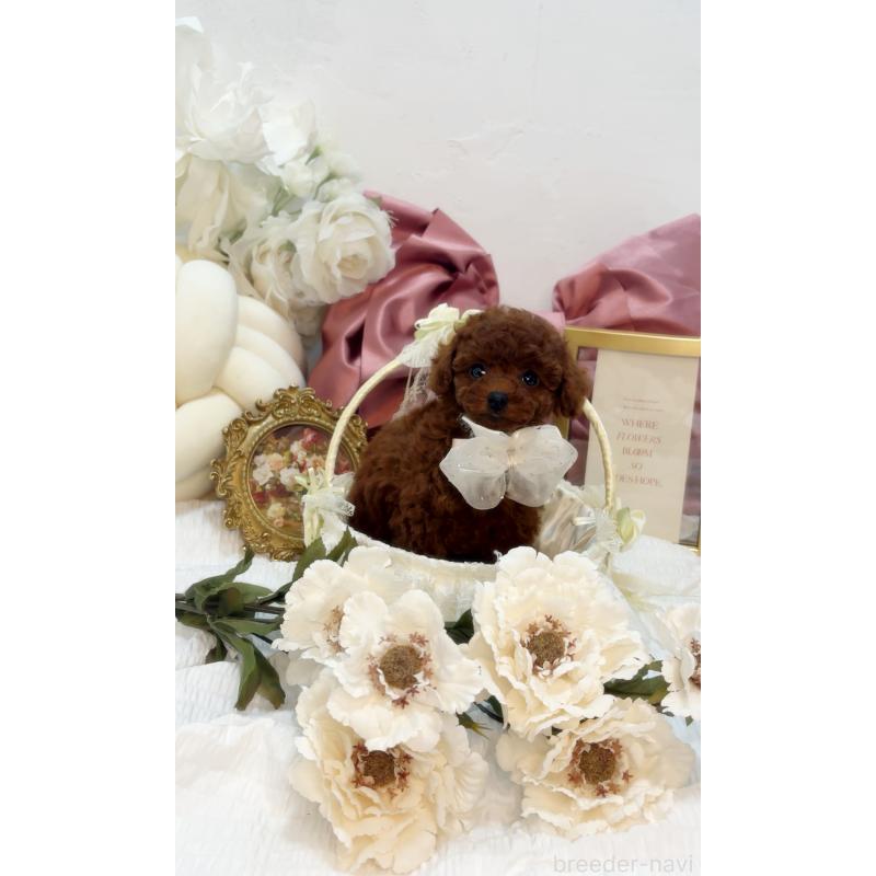 販売中の大阪府のティーカッププードル-433916の7枚目