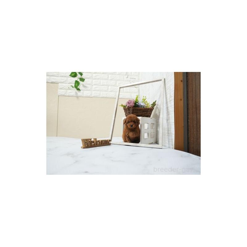 販売中の滋賀県のタイニープードル-439864の5枚目