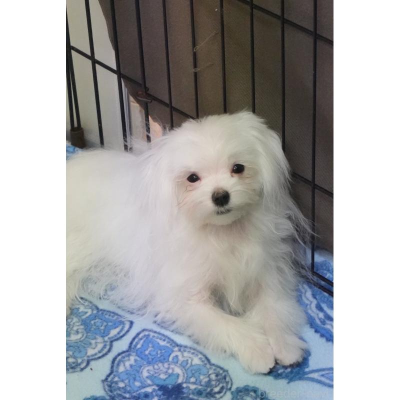 販売中の愛知県のマルチーズ-421599の2枚目