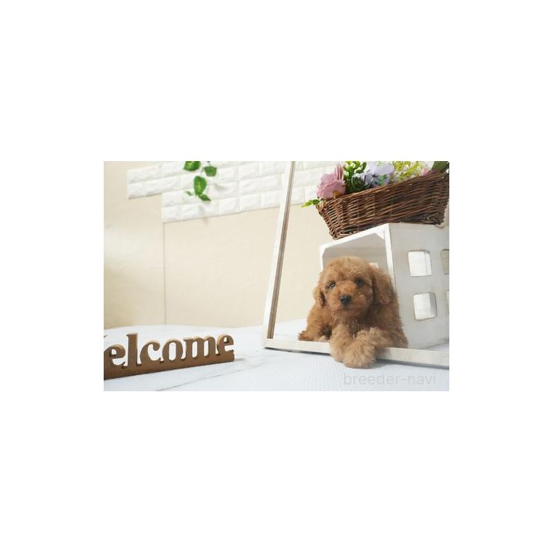 販売中の滋賀県のタイニープードル-439874の2枚目