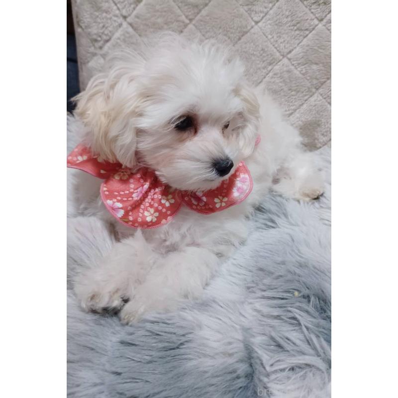 販売中の福岡県のマルプー:マルチーズ×トイプードル-424961の3枚目