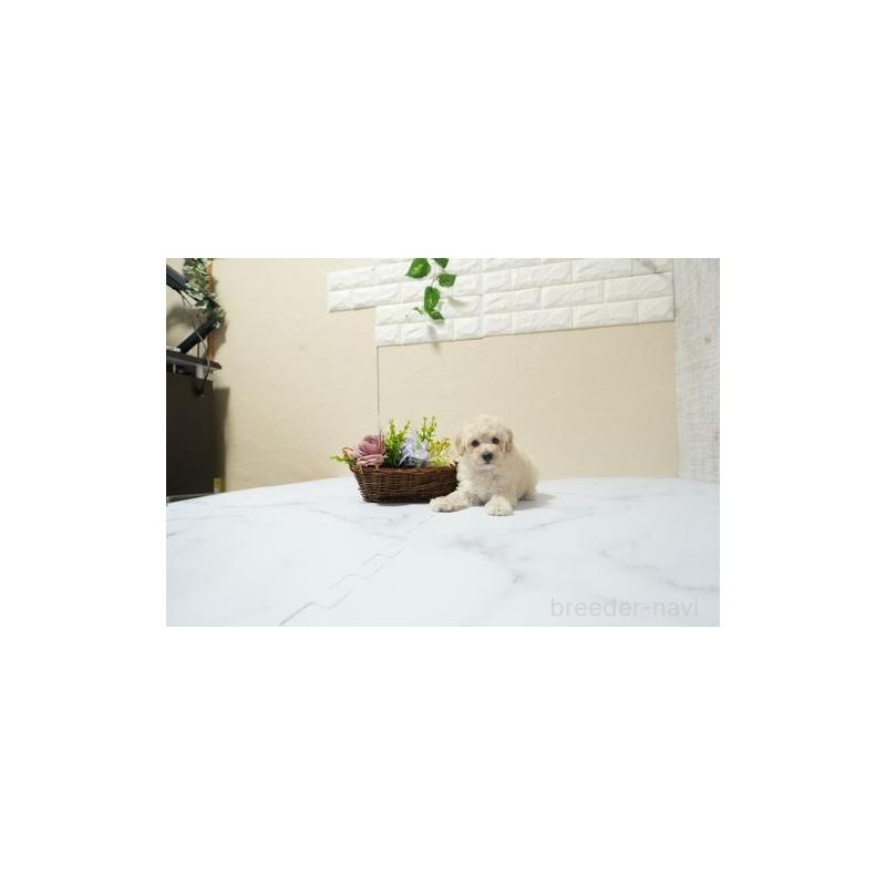 販売中の滋賀県のトイプードル-439883の2枚目