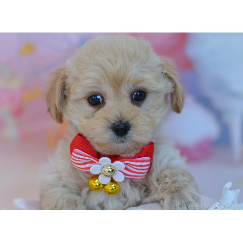 販売中の埼玉県のミックス犬-433481の11枚目