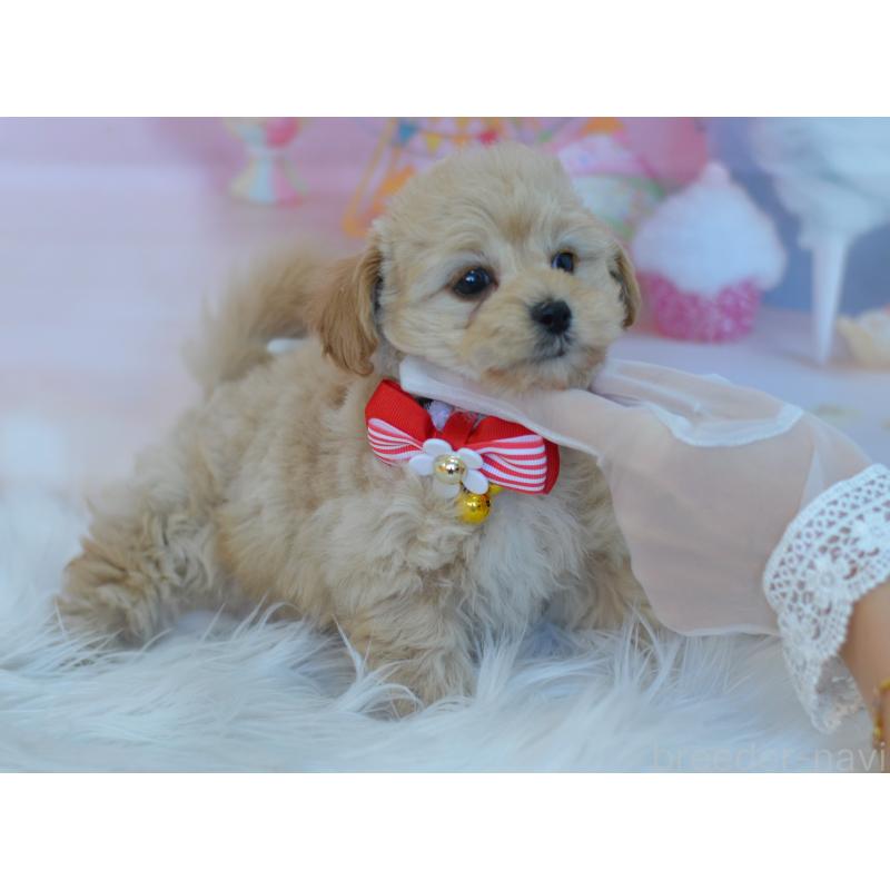 販売中の埼玉県のミックス犬-433481の10枚目