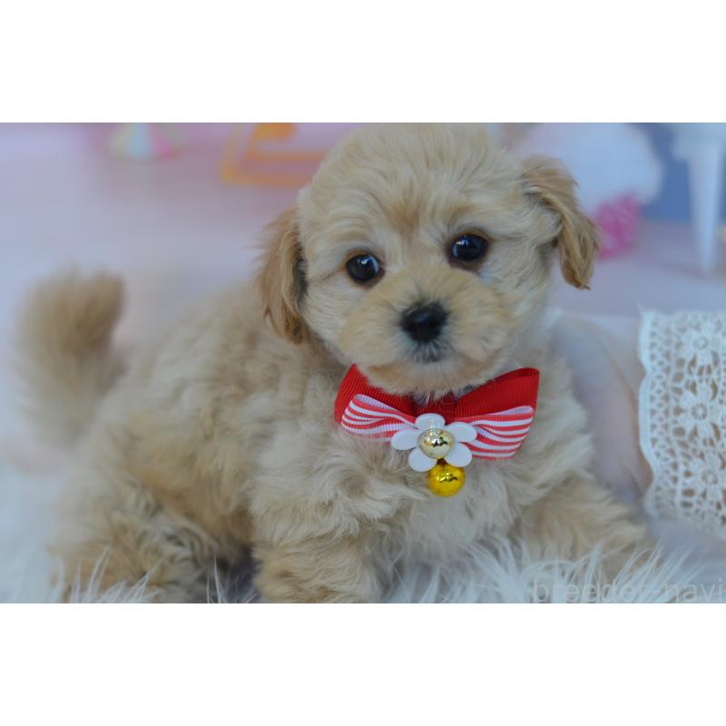 販売中の埼玉県のミックス犬-433481の9枚目