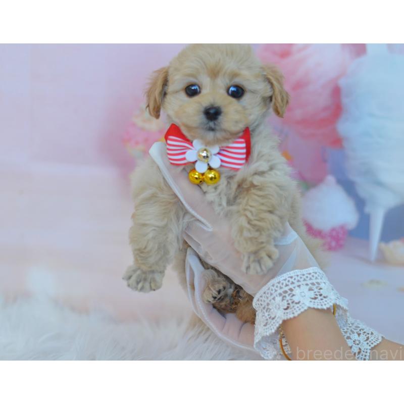 販売中の埼玉県のミックス犬-433481の8枚目