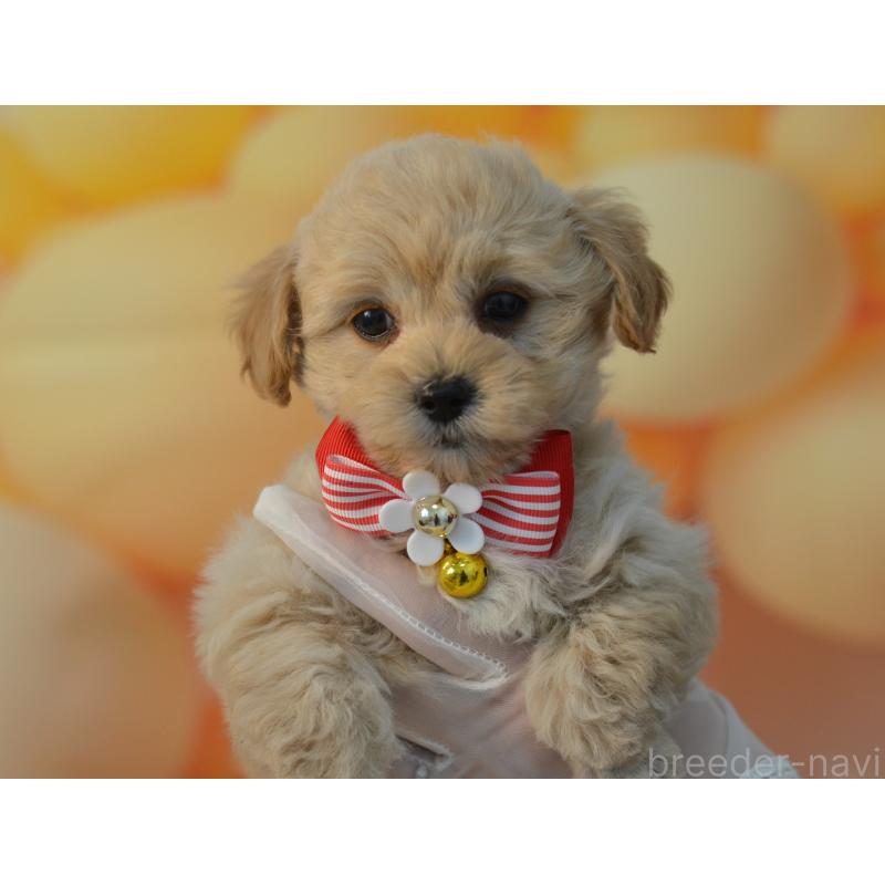 販売中の埼玉県のミックス犬-433481の5枚目