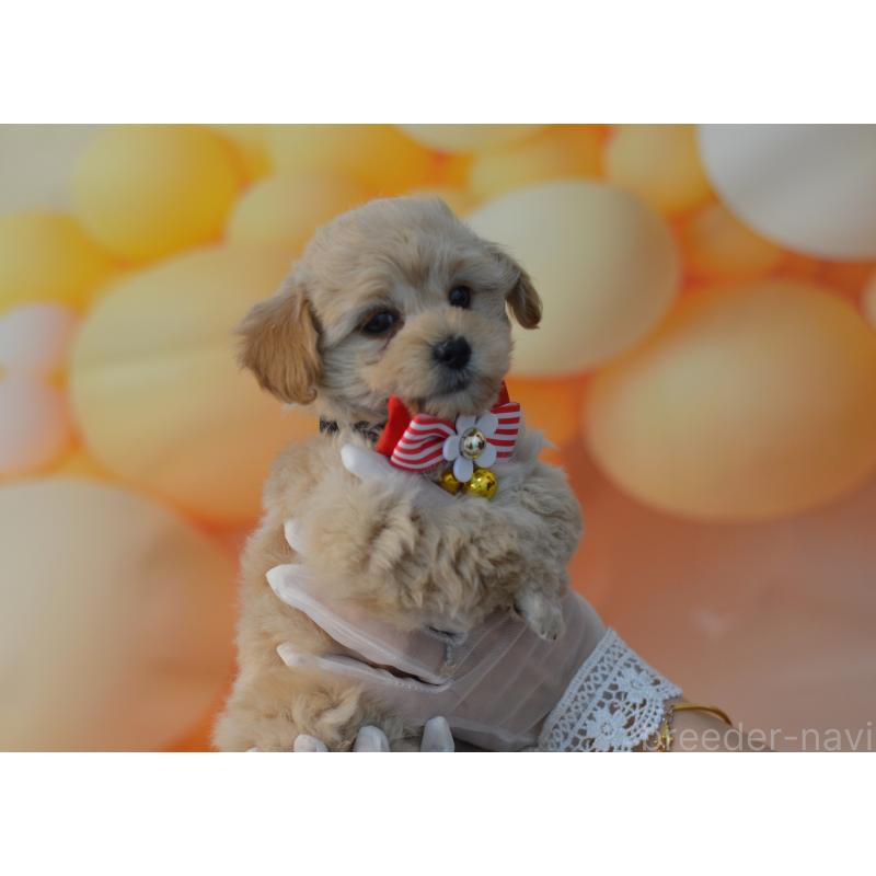 販売中の埼玉県のミックス犬-433481の4枚目