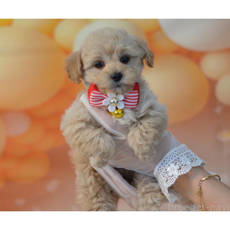 販売中の埼玉県のミックス犬-433481の3枚目