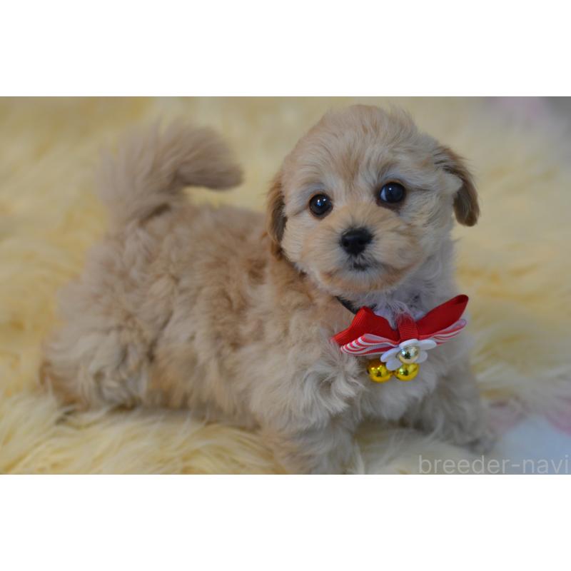 販売中の埼玉県のミックス犬-433481の2枚目