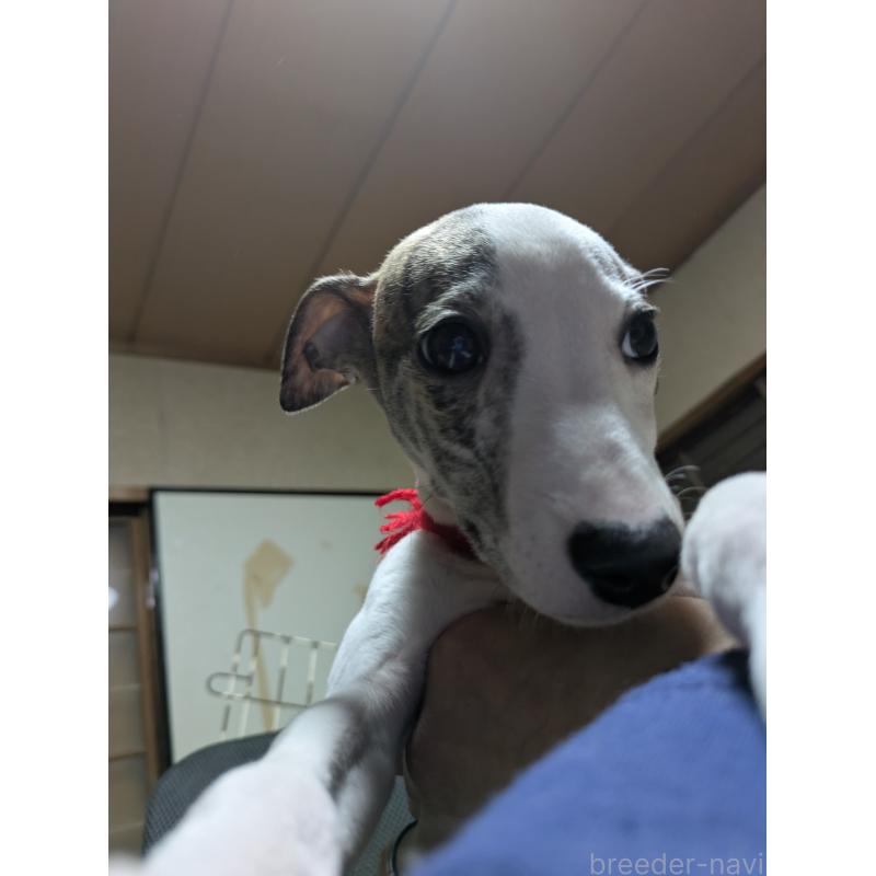 販売中の岐阜県のウィペット-440658の9枚目