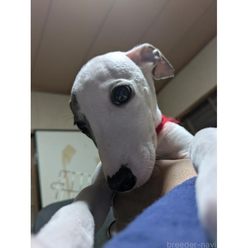 販売中の岐阜県のウィペット-440658の8枚目