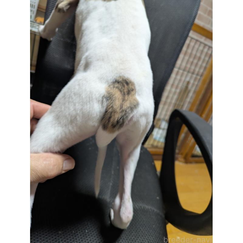 販売中の岐阜県のウィペット-440658の6枚目