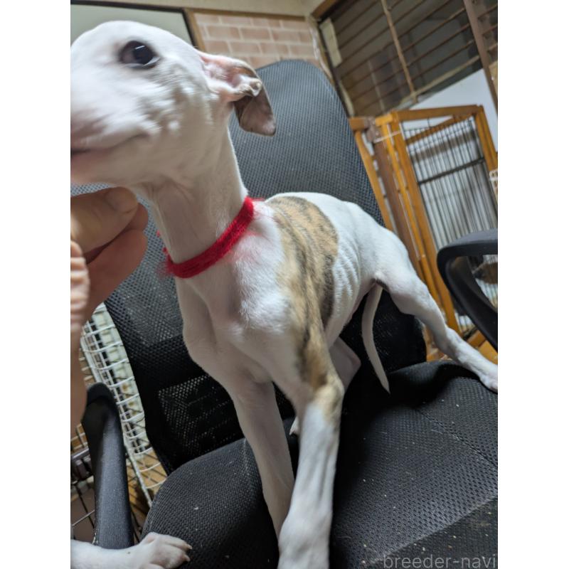 販売中の岐阜県のウィペット-440658の5枚目