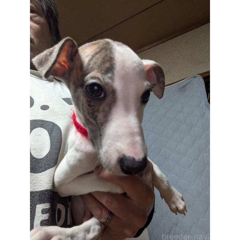 販売中の岐阜県のウィペット-440658の4枚目