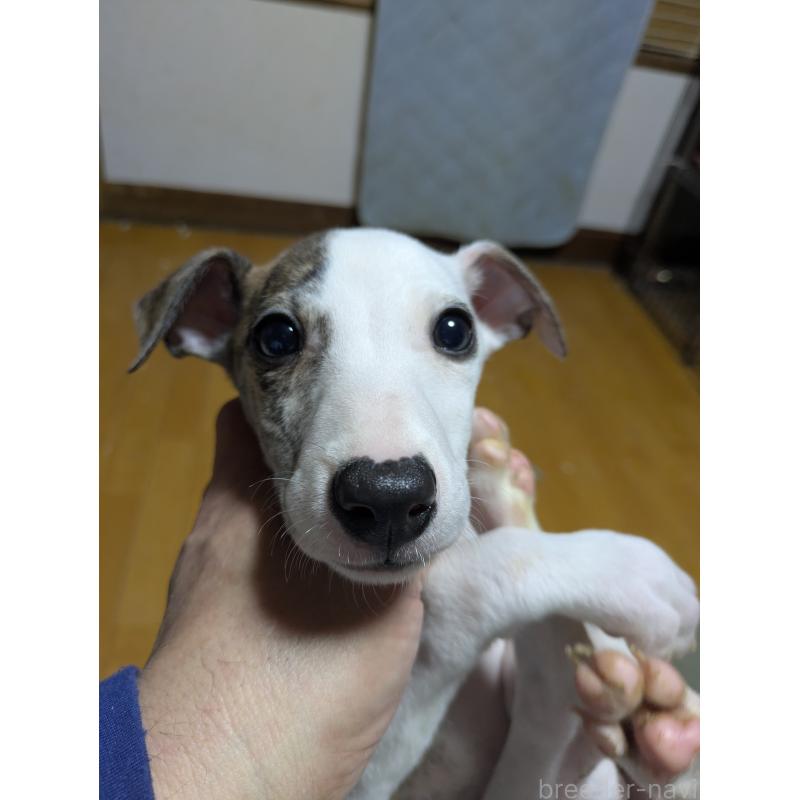 販売中の岐阜県のウィペット-440658の2枚目