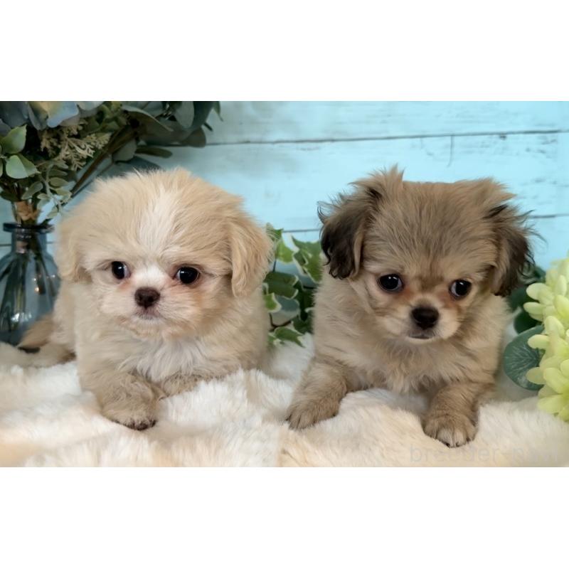 販売中の埼玉県のミックス犬-436820の6枚目