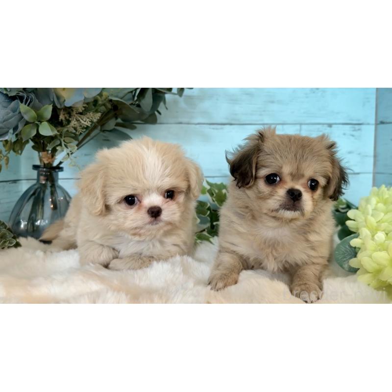 販売中の埼玉県のミックス犬-436820の4枚目