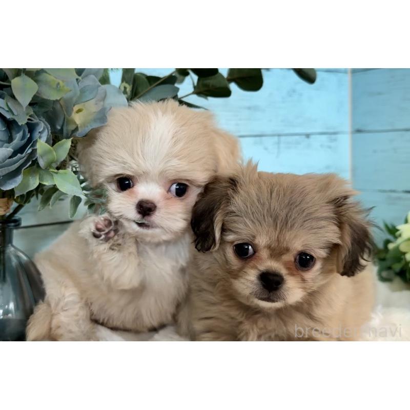 販売中の埼玉県のミックス犬-436820の5枚目