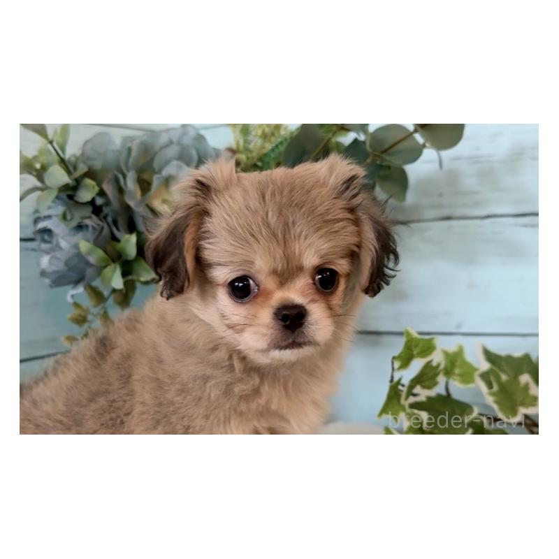 販売中の埼玉県のミックス犬-436820の3枚目