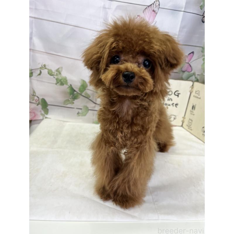 販売中の愛知県のティーカッププードル-425220の5枚目