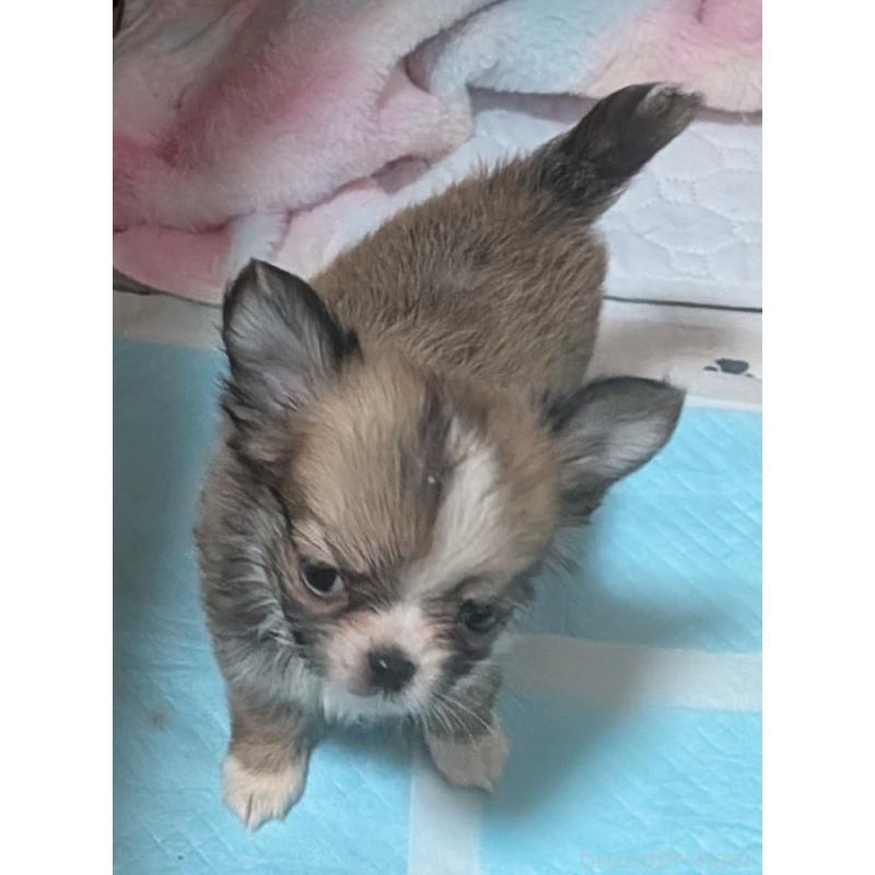 販売中の新潟県のチワワ(ロングコート)-440664の4枚目