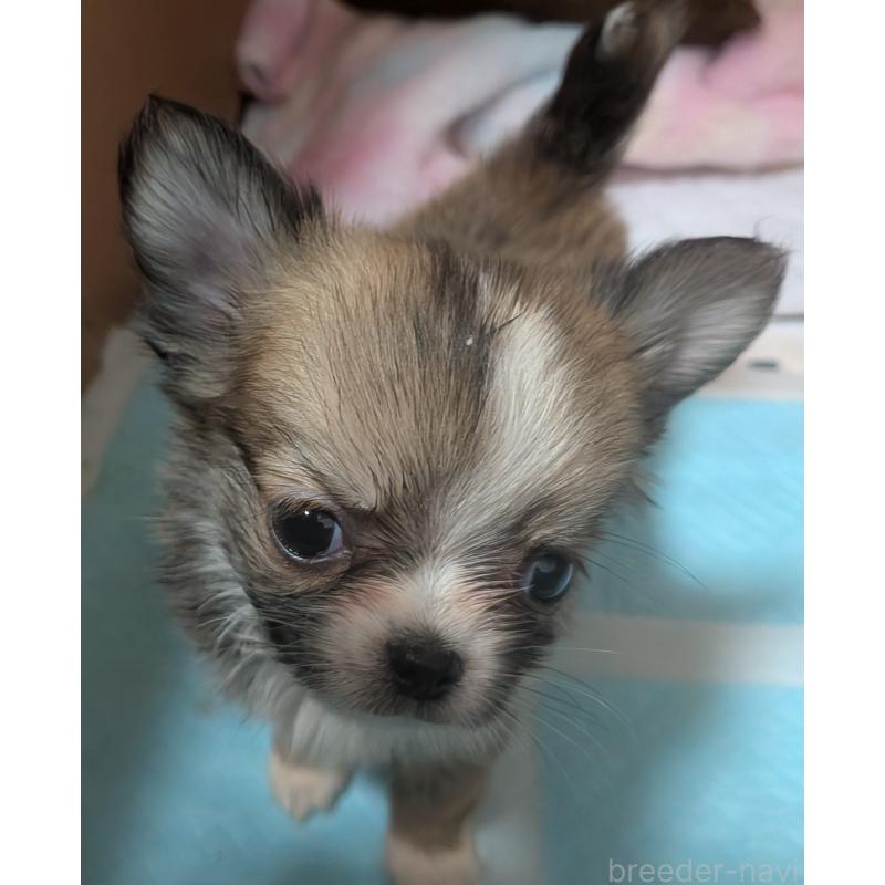 販売中の新潟県のチワワ(ロングコート)-440664の3枚目