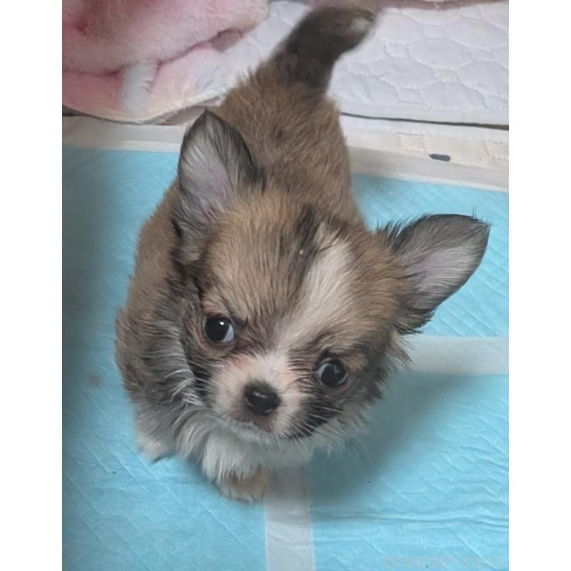 販売中の新潟県のチワワ(ロングコート)-440664の2枚目