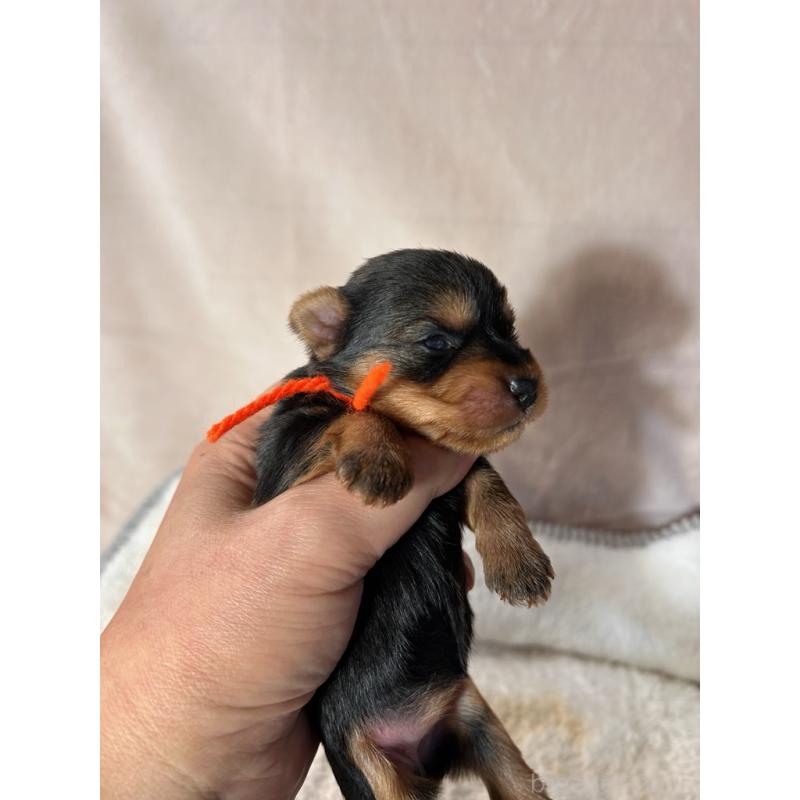 販売中の鹿児島県のヨークシャーテリア-440662の5枚目