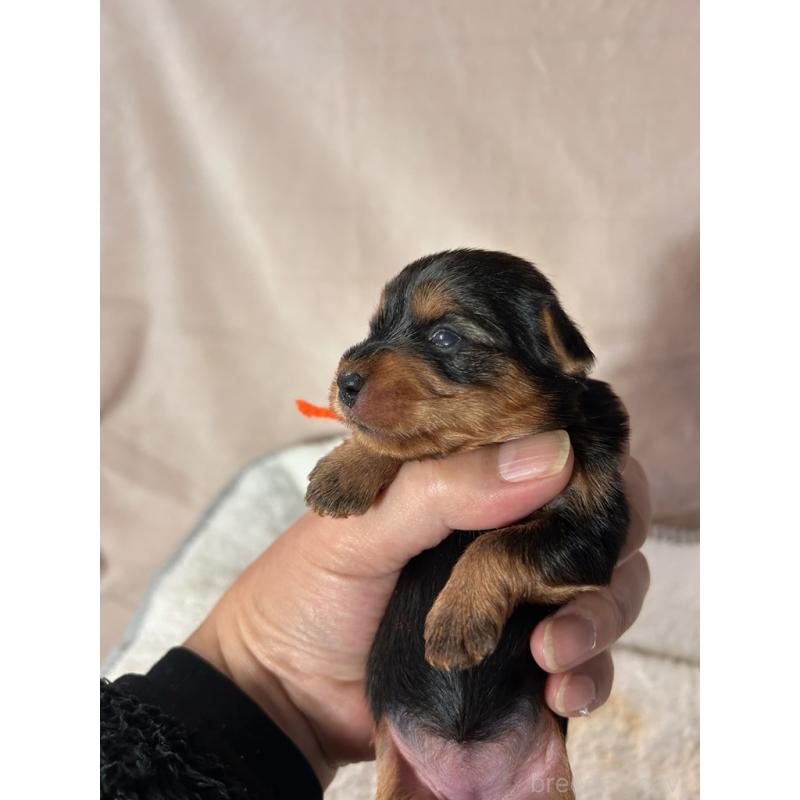 販売中の鹿児島県のヨークシャーテリア-440662の4枚目