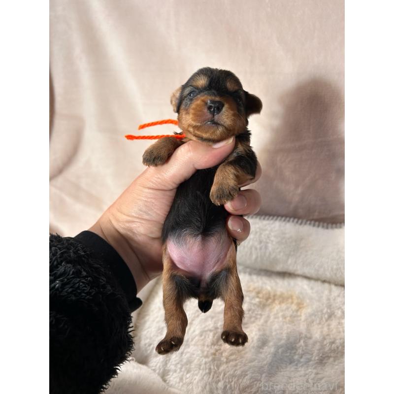 販売中の鹿児島県のヨークシャーテリア-440662の3枚目